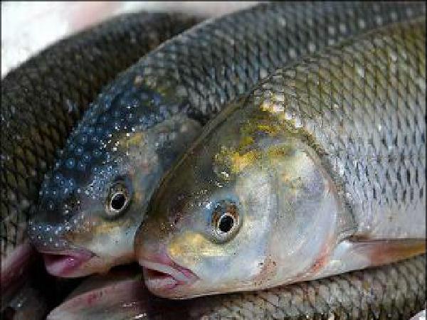 قیمت روز انواع ماهی جنوب در بندرعباس