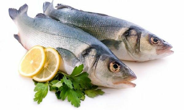 خرید آنلاین بهترین ماهی شیر جنوب با قیمت مناسب