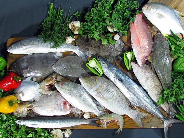 ارزان ترین قیمت ماهی جنوب در سراسر کشور