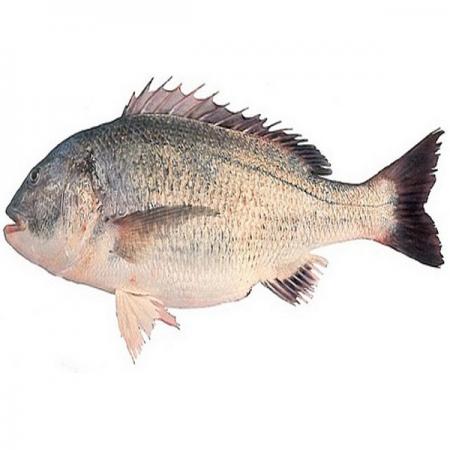 استعلام قیمت روز ماهی صبیتی تازه