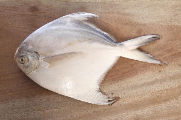 قیمت ماهی حلوا سفید مرغوب درشت و تازه بصورت کیلویی