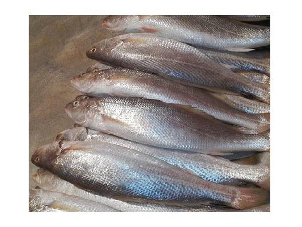 قیمت عمده ماهی شوریده در مراکز فروش شهر های مختلف