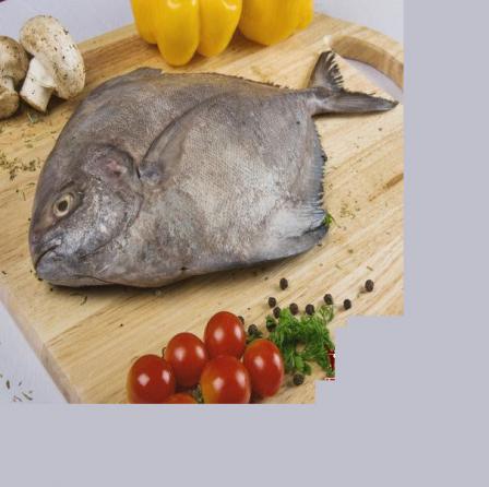 خرید و فروش انواع ماهی جنوب در تهران و سراسر کشور
