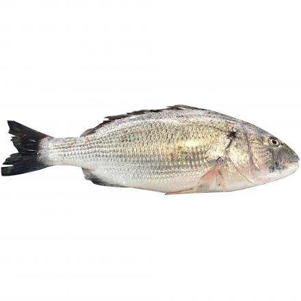 شرکت پخش عمده ماهی جنوب صبیتی با قیمت ارزان