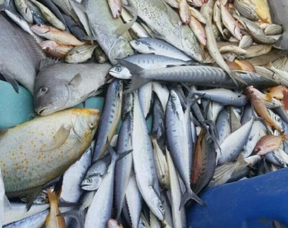 بزرگترین بازار فروش ماهی قباد تازه و بسته بندی شده