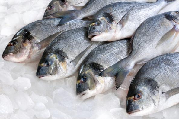 سفارش عمده و جزئی آنلاین ماهی صبیتی