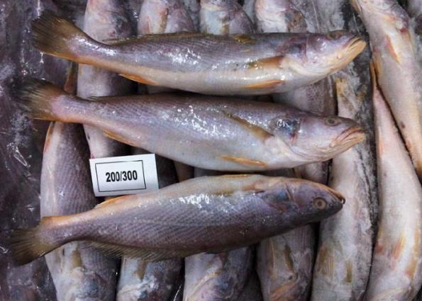بزرگترین مرکز عرضه ماهی های جنوب در تهران