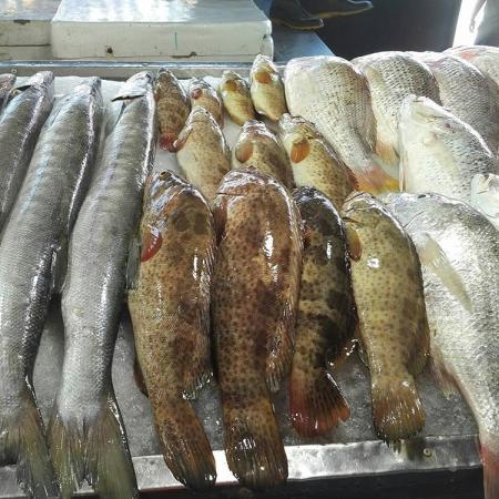 فروشنده برتر ماهی شوریده جنوب در بازار تهران