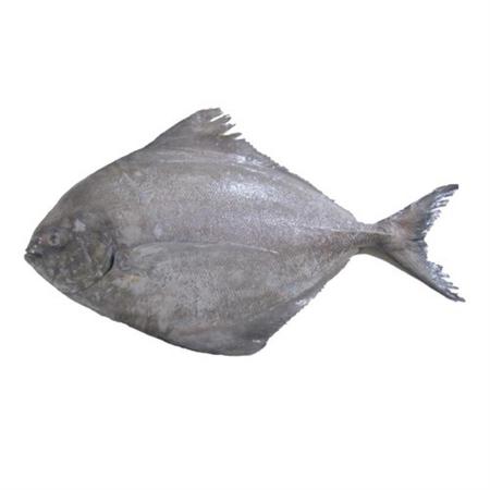 بزرگترین بازار خرید و فروش ماهی حلوا سیاه و انواع ماهی جنوب