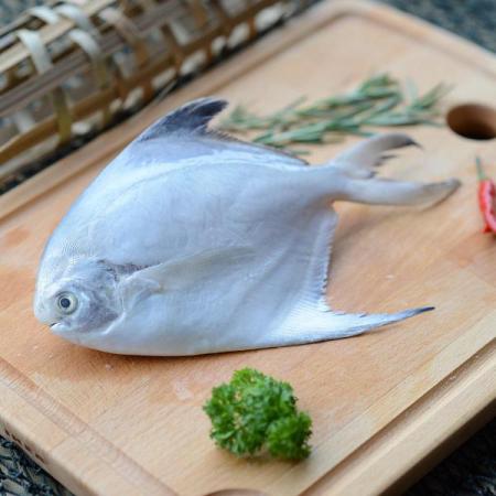 خرید گونه های مختلف ماهی جنوب از جمله ماهی حلوا سفید