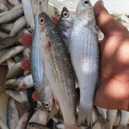 فروش تخفیفی و عمده ماهی شوریده پرورشی و دریایی