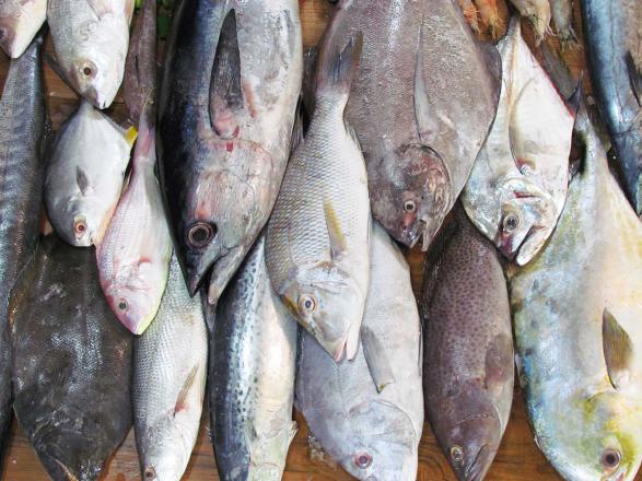 قیمت ماهی جنوب در بازار تهران و مراکز فروش شهر های مختلف