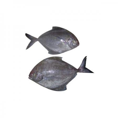 فروش ماهی حلوا سیاه تازه اصل جنوب
