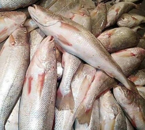 خریداران ماهی جنوب شوریده در بازار ایران
