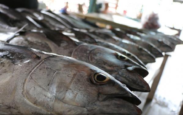 قیمت روز انواع ماهی جنوب قباد در بازار تهران