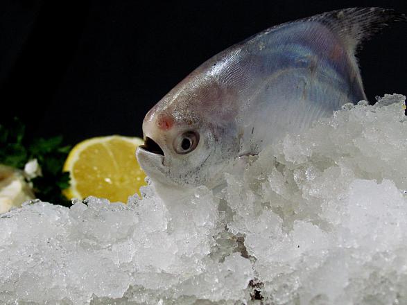 عرضه کننده اصلی ماهی حلوا سفید جنوب
