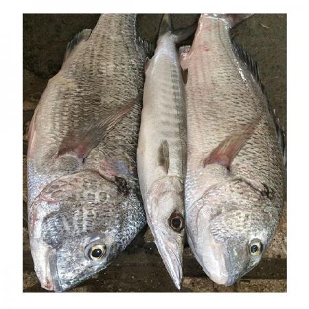 بازار بزرگ فروش ماهی شوریده تازه و منجمد در سراسر کشور