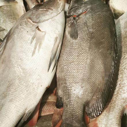 ارزان ترین ماهی جنوب در بازار تهران
