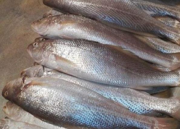 پرفروش ترین ماهی شوریده در بازار ایران