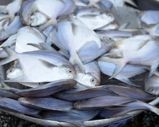 بازار بزرگ فروش ماهی های جنوب در تهران