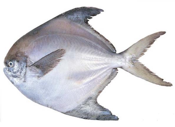 عرضه کنندگان ماهی حلوا جنوب