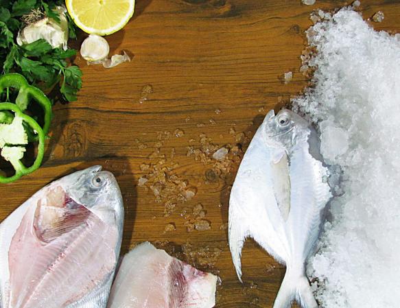 عرضه کننده ماهی حلوا سفید ممتاز ترین ماهی خلیج فارس