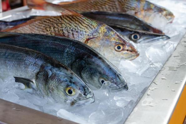 قیمت انواع ماهی جنوب دریایی درجه یک در بازار تهران