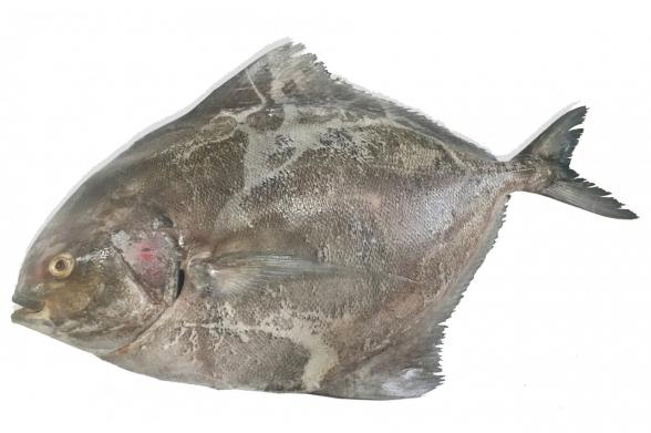 عرضه کننده پرمصرف ترین ماهی های جنوب در سراسر کشور