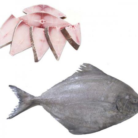 شرکت تولیدی ماهی حلوا سیاه با قیمت مناسب