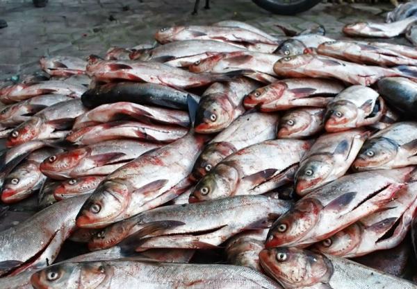 مرکز پخش ماهی با بالاترین کیفیت و قیمت