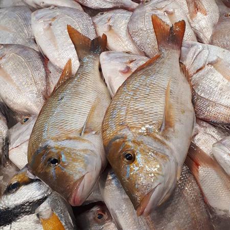 تامین کننده ماهی جنوب در تهران و سراسر کشور