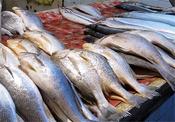 فروش ماهی جنوب در تهران با تضمین کیفیت و قیمت ارزان