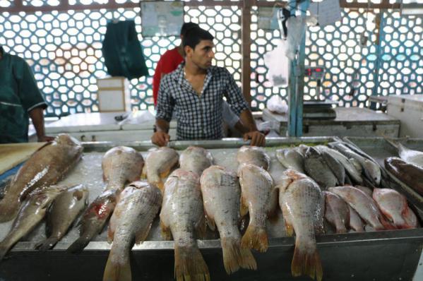 قیمت روز بهترین ماهی تازه جنوب در بازار تهران