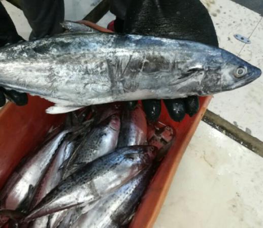 قیمت ماهی قباد در بازار تهران