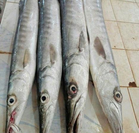 عرضه ماهی چنگو از پرطرفدار ترین ماهی های جنوب 