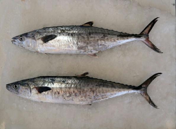 ارزان ترین ماهی قباد در سراسر کشور