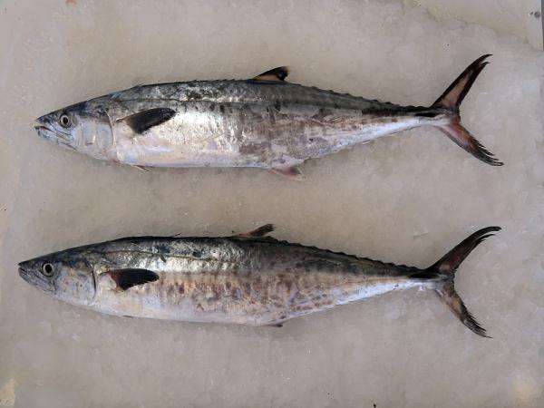 شرکت عرضه ماهی قباد بندری در سراسر کشور 