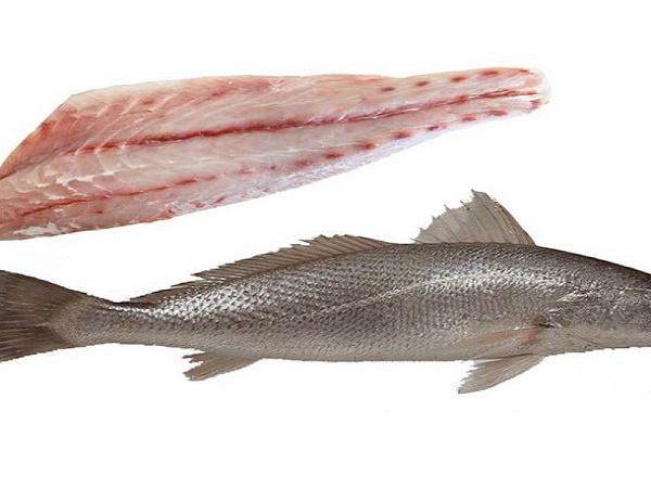 ماهی شوریده تازه را از کجا بخریم ؟