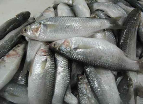 راهنمای خرید ماهی شوریده خلیج فارس