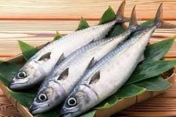 قیمت انواع ماهی قباد پرورشی و دریایی
