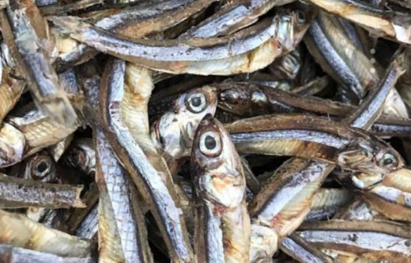 دلیل استفاده از ماهی خشک متو