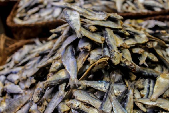 تولید کننده ماهی خشک متوتا صادراتی