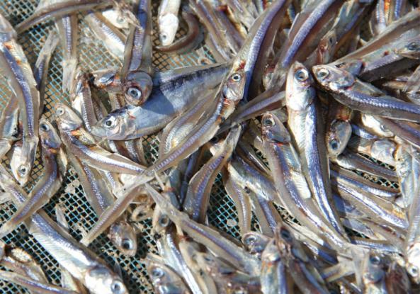تولید ماهی خشک متوتا صادراتی