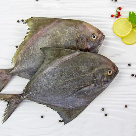 پخش انواع ماهی حلوا جنوب