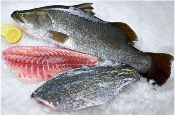 شرکت توزیع ماهی جنوب تازه
