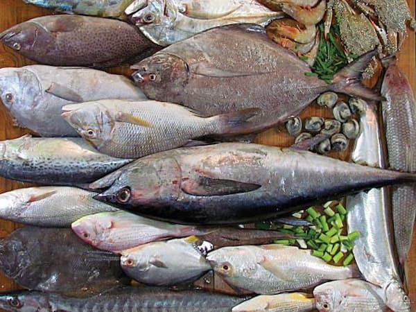 تولید ماهی شوریده جنوب درجه یک