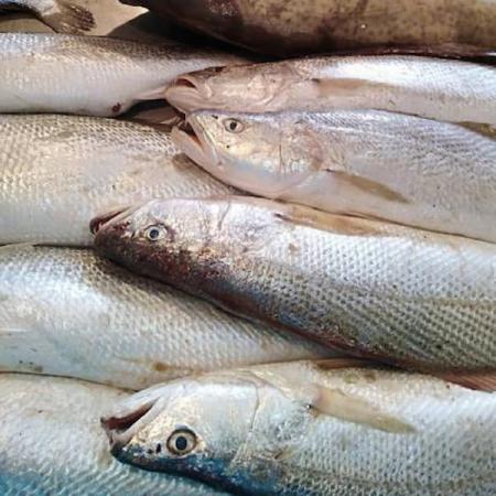 فروش انواع ماهی شوریده جنوب