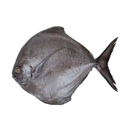 بررسی کیفیت ماهی حلوا جنوب