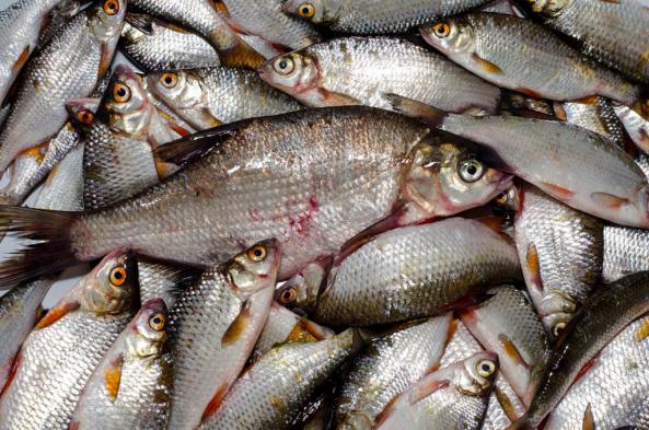صادرات ماهی جنوب تازه باکیفیت