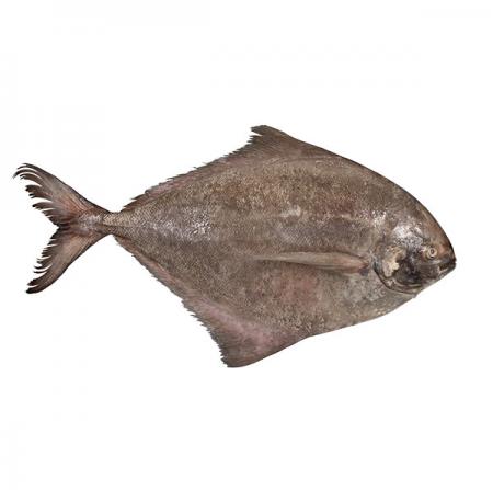 خصوصیات ماهی حلوا جنوب چیست؟